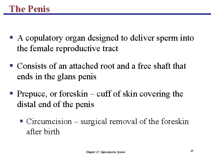 The Penis § A copulatory organ designed to deliver sperm into the female reproductive