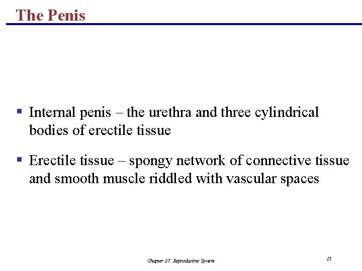 The Penis § Internal penis – the urethra and three cylindrical bodies of erectile