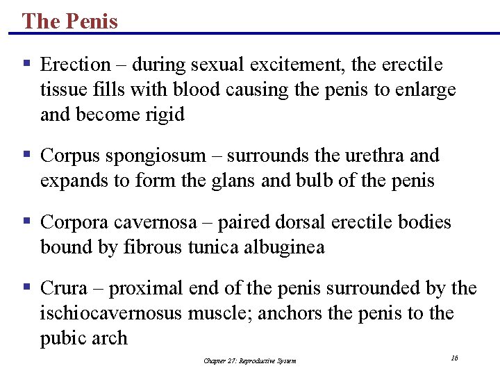 The Penis § Erection – during sexual excitement, the erectile tissue fills with blood