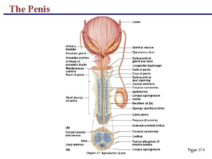 The Penis Chapter 27: Reproductive System Figure 27. 4 17 