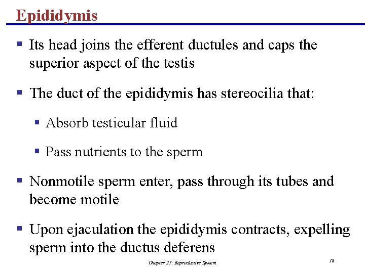 Epididymis § Its head joins the efferent ductules and caps the superior aspect of