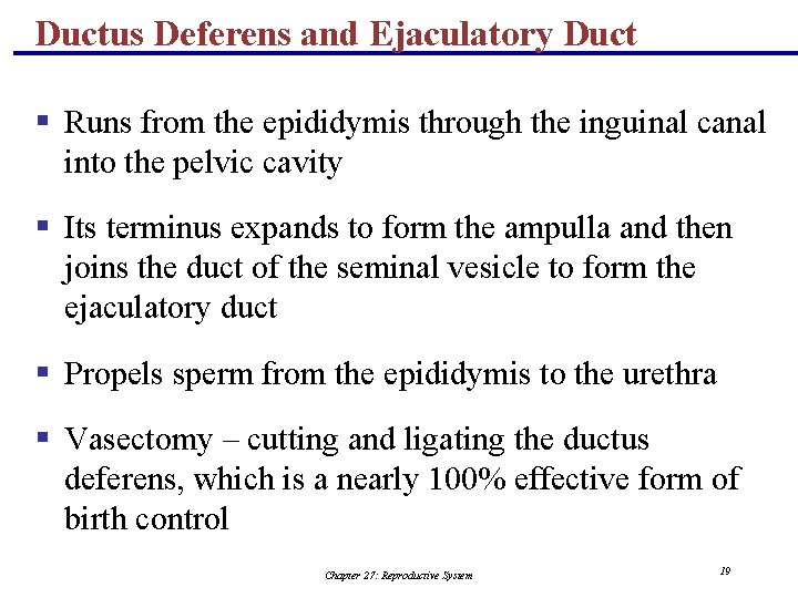 Ductus Deferens and Ejaculatory Duct § Runs from the epididymis through the inguinal canal