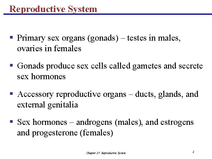 Reproductive System § Primary sex organs (gonads) – testes in males, ovaries in females