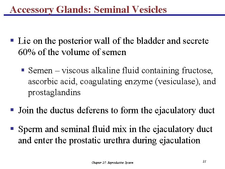 Accessory Glands: Seminal Vesicles § Lie on the posterior wall of the bladder and