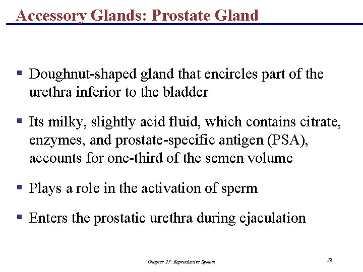 Accessory Glands: Prostate Gland § Doughnut-shaped gland that encircles part of the urethra inferior