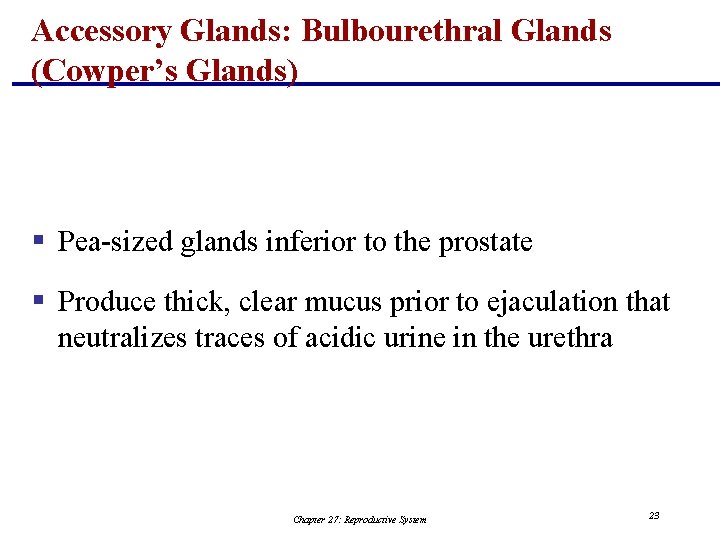 Accessory Glands: Bulbourethral Glands (Cowper’s Glands) § Pea-sized glands inferior to the prostate §