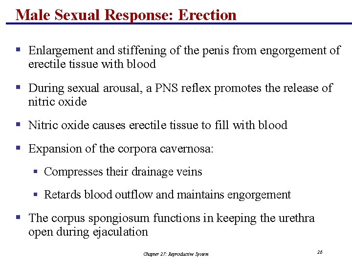 Male Sexual Response: Erection § Enlargement and stiffening of the penis from engorgement of