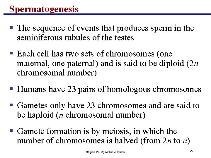 Spermatogenesis § The sequence of events that produces sperm in the seminiferous tubules of