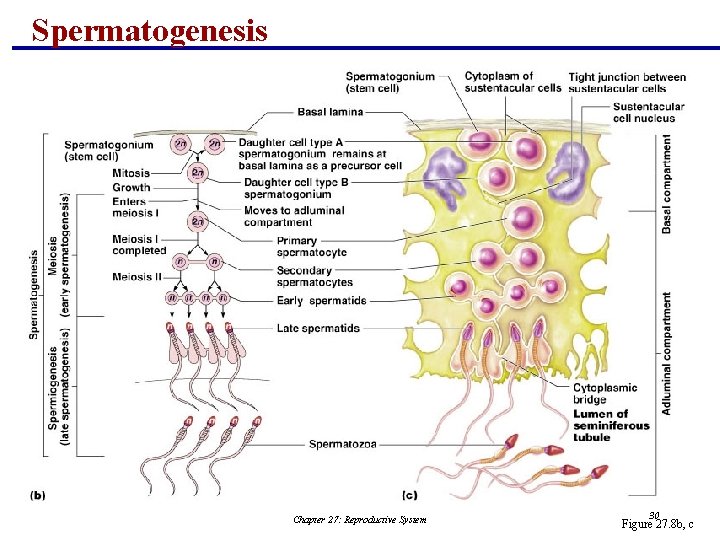 Spermatogenesis Chapter 27: Reproductive System 30 Figure 27. 8 b, c 