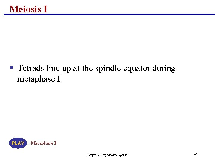 Meiosis I § Tetrads line up at the spindle equator during metaphase I PLAY