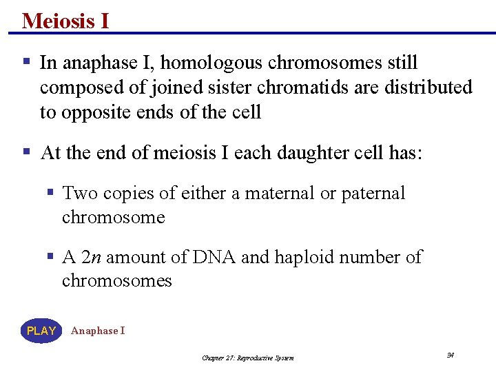 Meiosis I § In anaphase I, homologous chromosomes still composed of joined sister chromatids