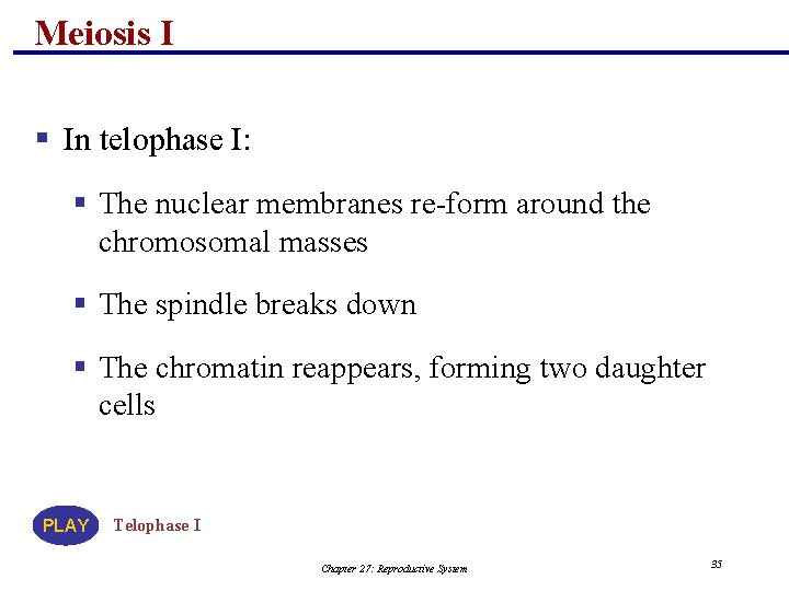 Meiosis I § In telophase I: § The nuclear membranes re-form around the chromosomal