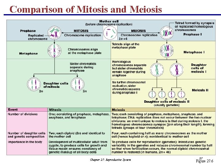 Comparison of Mitosis and Meiosis Chapter 27: Reproductive System 37 Figure 27. 6 
