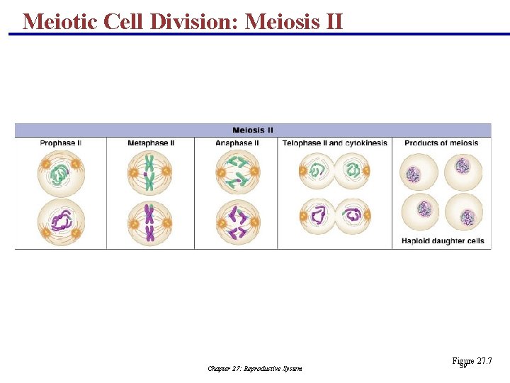 Meiotic Cell Division: Meiosis II Chapter 27: Reproductive System Figure 27. 7 39 