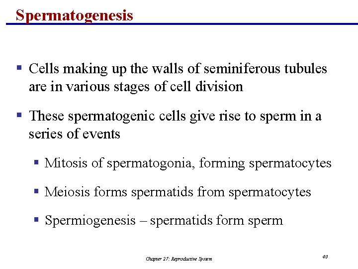 Spermatogenesis § Cells making up the walls of seminiferous tubules are in various stages