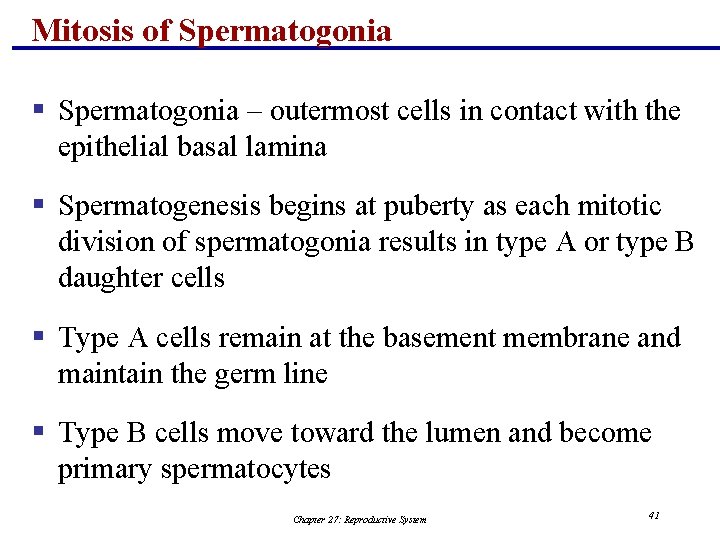 Mitosis of Spermatogonia § Spermatogonia – outermost cells in contact with the epithelial basal