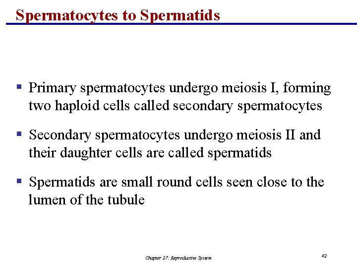 Spermatocytes to Spermatids § Primary spermatocytes undergo meiosis I, forming two haploid cells called