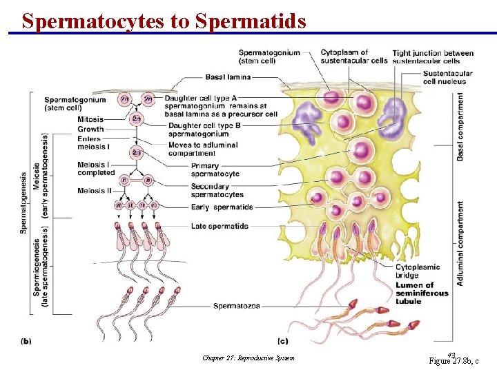 Spermatocytes to Spermatids Chapter 27: Reproductive System 43 Figure 27. 8 b, c 