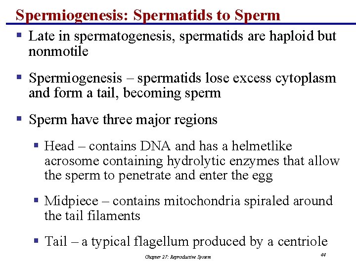 Spermiogenesis: Spermatids to Sperm § Late in spermatogenesis, spermatids are haploid but nonmotile §