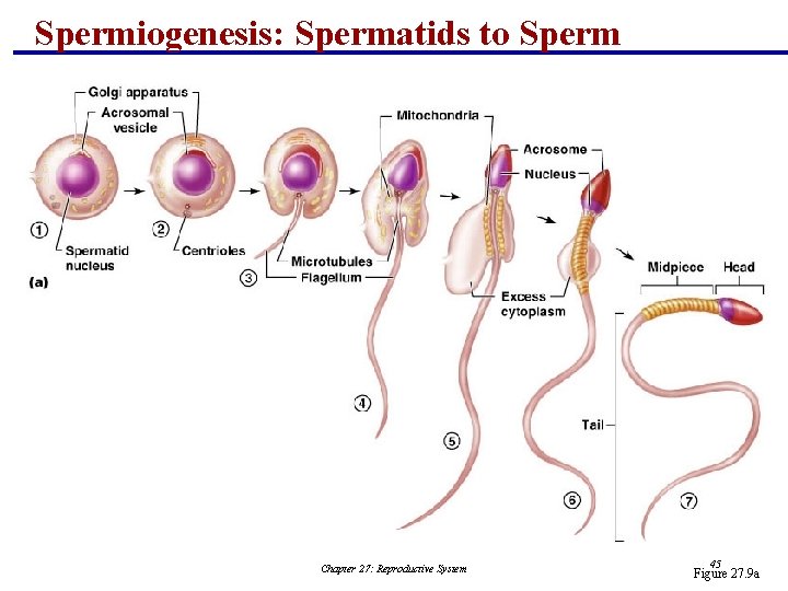 Spermiogenesis: Spermatids to Sperm Chapter 27: Reproductive System 45 Figure 27. 9 a 