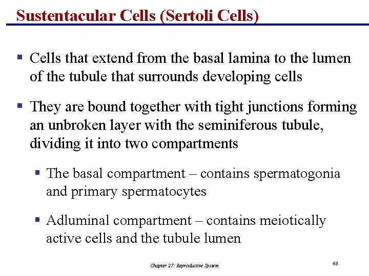 Sustentacular Cells (Sertoli Cells) § Cells that extend from the basal lamina to the