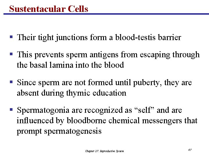 Sustentacular Cells § Their tight junctions form a blood-testis barrier § This prevents sperm