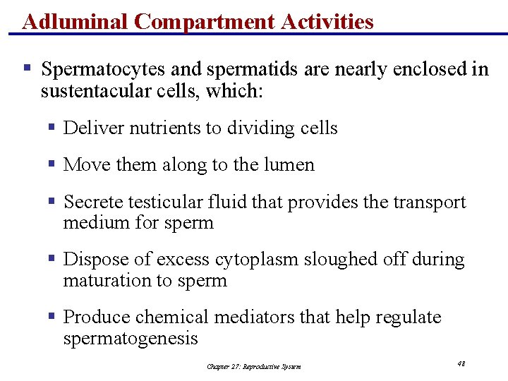 Adluminal Compartment Activities § Spermatocytes and spermatids are nearly enclosed in sustentacular cells, which: