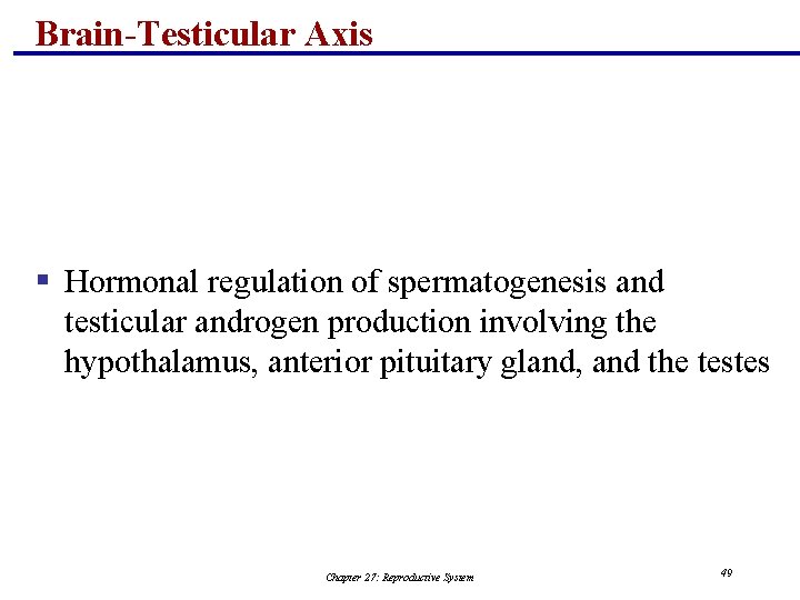 Brain-Testicular Axis § Hormonal regulation of spermatogenesis and testicular androgen production involving the hypothalamus,