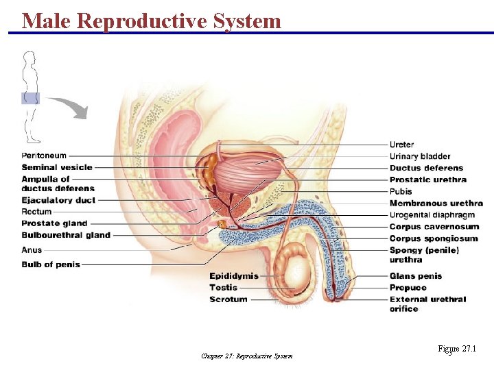 Male Reproductive System Chapter 27: Reproductive System Figure 27. 1 5 