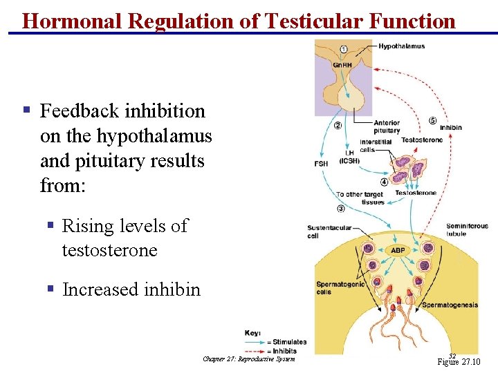 Hormonal Regulation of Testicular Function § Feedback inhibition on the hypothalamus and pituitary results