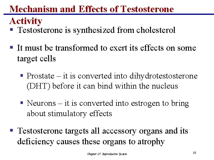 Mechanism and Effects of Testosterone Activity § Testosterone is synthesized from cholesterol § It
