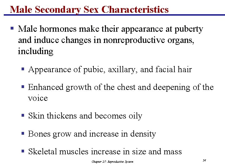 Male Secondary Sex Characteristics § Male hormones make their appearance at puberty and induce