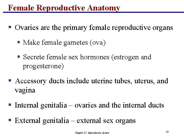 Female Reproductive Anatomy § Ovaries are the primary female reproductive organs § Make female