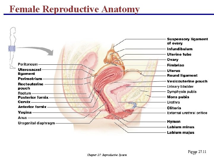 Female Reproductive Anatomy Chapter 27: Reproductive System Figure 27. 11 57 