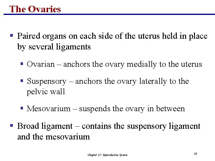 The Ovaries § Paired organs on each side of the uterus held in place