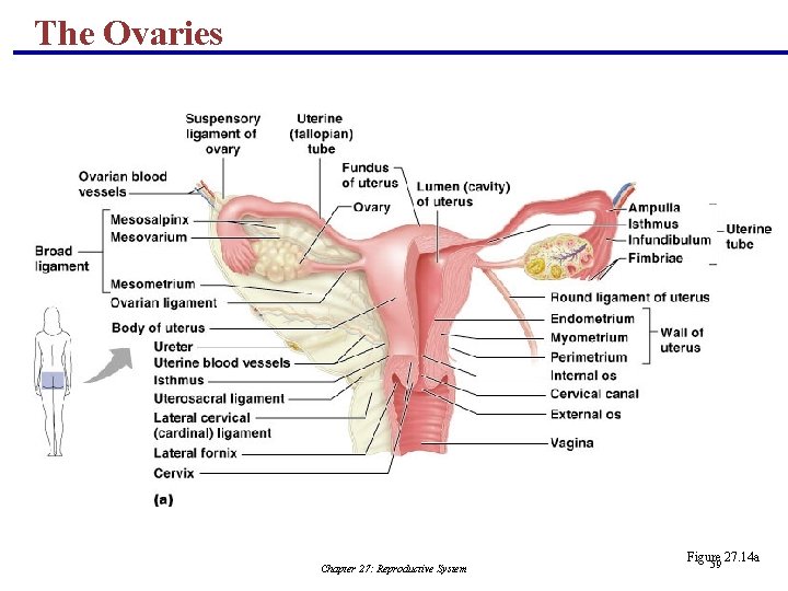 The Ovaries Chapter 27: Reproductive System Figure 27. 14 a 59 