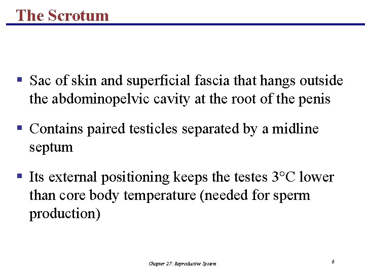 The Scrotum § Sac of skin and superficial fascia that hangs outside the abdominopelvic