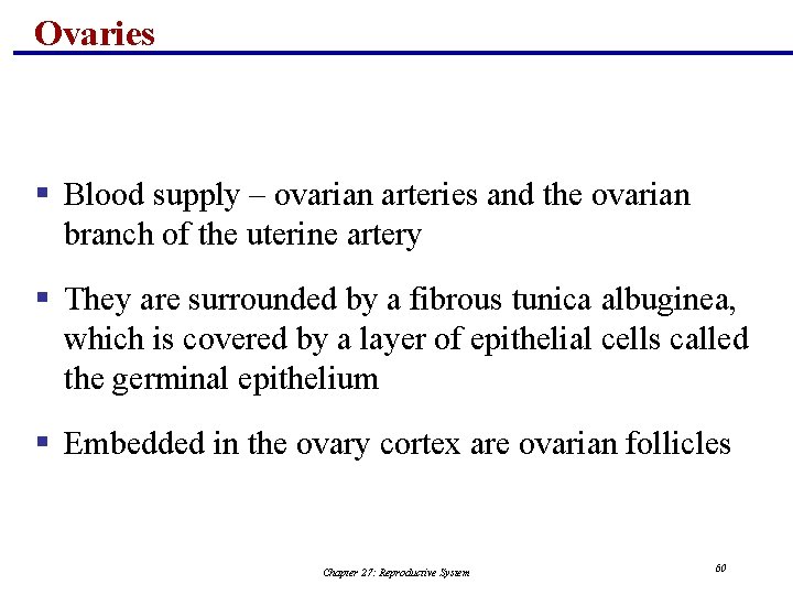 Ovaries § Blood supply – ovarian arteries and the ovarian branch of the uterine