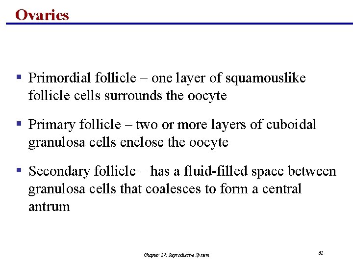 Ovaries § Primordial follicle – one layer of squamouslike follicle cells surrounds the oocyte