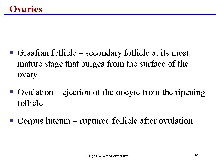 Ovaries § Graafian follicle – secondary follicle at its most mature stage that bulges
