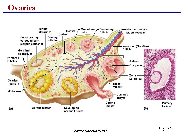 Ovaries Chapter 27: Reproductive System Figure 27. 12 64 