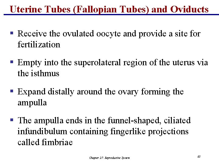 Uterine Tubes (Fallopian Tubes) and Oviducts § Receive the ovulated oocyte and provide a