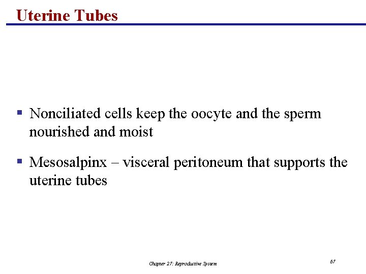 Uterine Tubes § Nonciliated cells keep the oocyte and the sperm nourished and moist