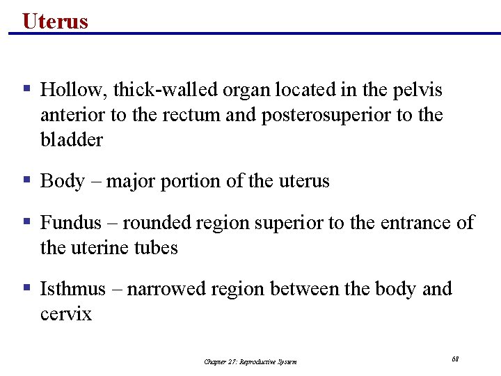 Uterus § Hollow, thick-walled organ located in the pelvis anterior to the rectum and