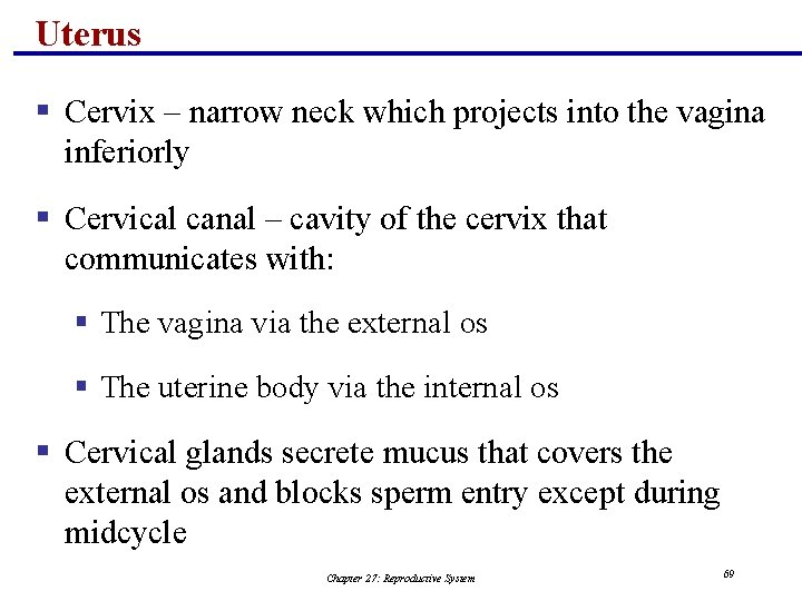 Uterus § Cervix – narrow neck which projects into the vagina inferiorly § Cervical