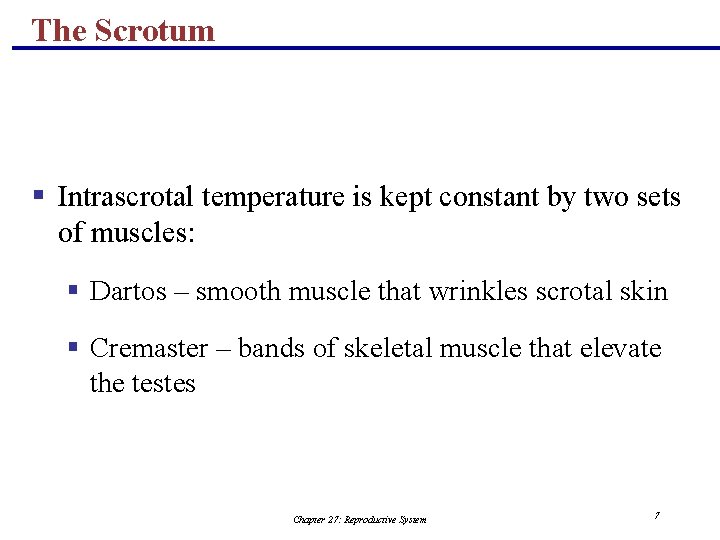 The Scrotum § Intrascrotal temperature is kept constant by two sets of muscles: §