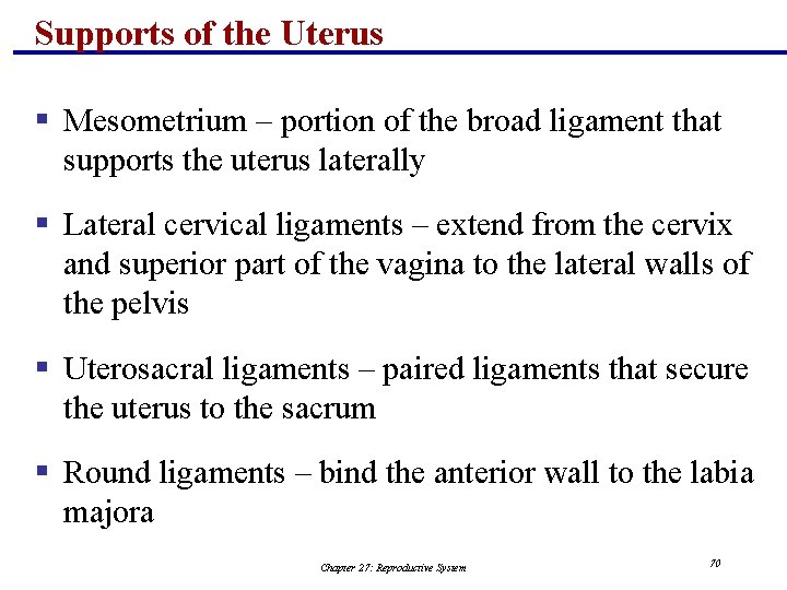 Supports of the Uterus § Mesometrium – portion of the broad ligament that supports