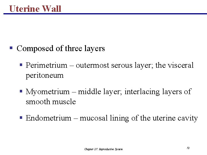 Uterine Wall § Composed of three layers § Perimetrium – outermost serous layer; the