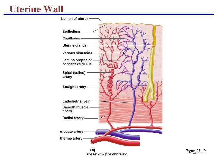 Uterine Wall Chapter 27: Reproductive System Figure 27. 15 b 73 