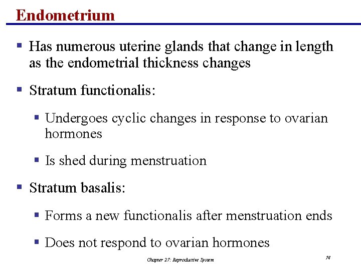 Endometrium § Has numerous uterine glands that change in length as the endometrial thickness